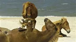 ##IMAGE##