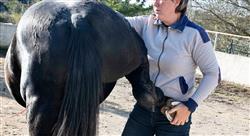 formacion terapia manual en el caballo