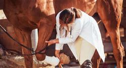 posgrado terapia manual en el caballo