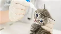 ##IMAGE##