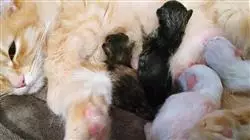 ##IMAGE##