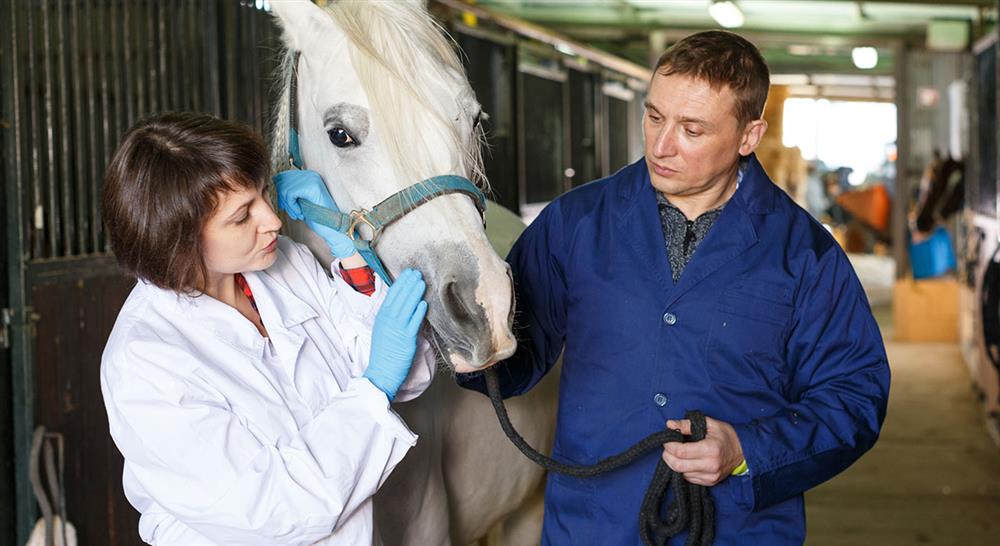 curso agentes electrofísicos de rehabilitación en el caballo