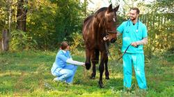 curso online agentres electrofisicos rehabilitacion caballo
