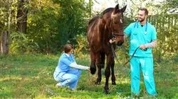 diplomado online agentes electrofisicos rehabilitacion caballo
