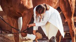formacion agentes electrofisicos rehabilitacion caballo