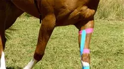 posgrado agentes electrofisicos rehabilitacion caballo