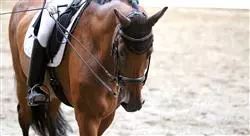 curso online ejercicio terapéutico en el caballo