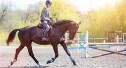 diplomado ejercicio terapéutico en el caballo