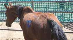 posgrado ejercicio terapéutico en el caballo