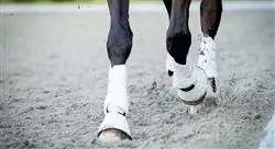 curso lesiones deportivas y manejo en el caballo