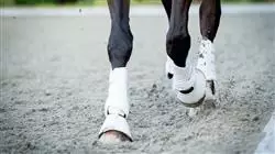 diplomado lesiones deportivas manejo caballo