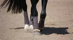 diplomado lesiones deportivas y manejo en el caballo
