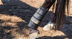 formacion lesiones deportivas y manejo en el caballo