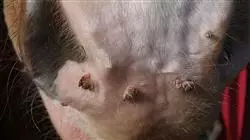 ##IMAGE##