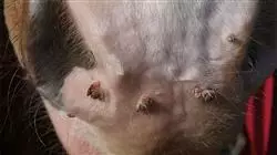 ##IMAGE##