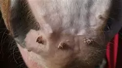 ##IMAGE##