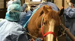 diplomado online alteraciones del sistema endocrino hospitalización de caballos con problemas dermatológicos