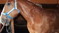 ##IMAGE##