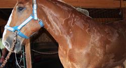 formacion alteraciones del sistema endocrino hospitalización de caballos con problemas dermatológicos