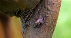 posgrado alteraciones del sistema endocrino hospitalización de caballos con problemas dermatológicos