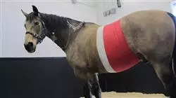 ##IMAGE##
