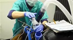 diplomado online cuidados hospitalarios del paciente equino quirúrgico y procedimientos hospitalarios de urgencia