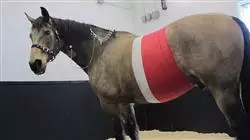 ##IMAGE##