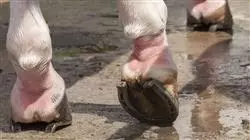 ##IMAGE##