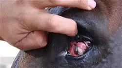 ##IMAGE##