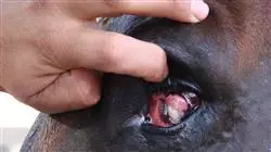 ##IMAGE##