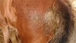 ##IMAGE##