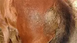 ##IMAGE##