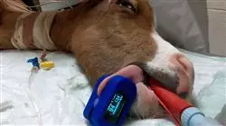 ##IMAGE##