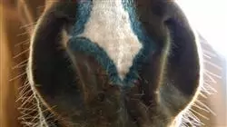 ##IMAGE##