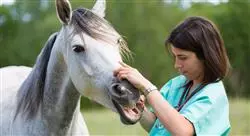 curso alteraciones dermatológicas endocrinas sanguíneas y nutrición del caballo