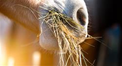 diplomado alteraciones dermatológicas endocrinas sanguíneas y nutrición del caballo