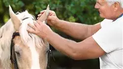 ##IMAGE##