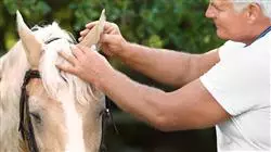 ##IMAGE##