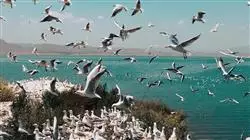 ##IMAGE##