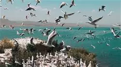 ##IMAGE##