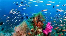 ##IMAGEN##