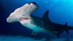 ##IMAGE##
