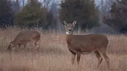 ##IMAGE##