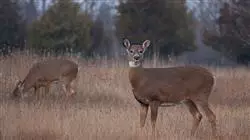 ##IMAGE##