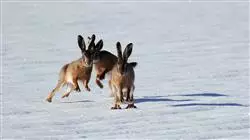 ##IMAGE##
