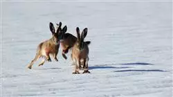 ##IMAGE##