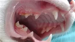 experto odontologia cirugia oral felina Tech Universidad