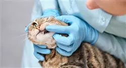 especialización odontologia cirugia oral felina Tech Universidad