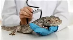 ##IMAGE##