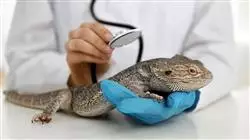 ##IMAGE##